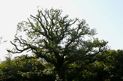delray crown reduction image